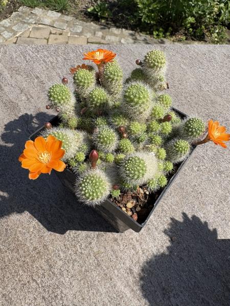 Rebutia pulvinosa